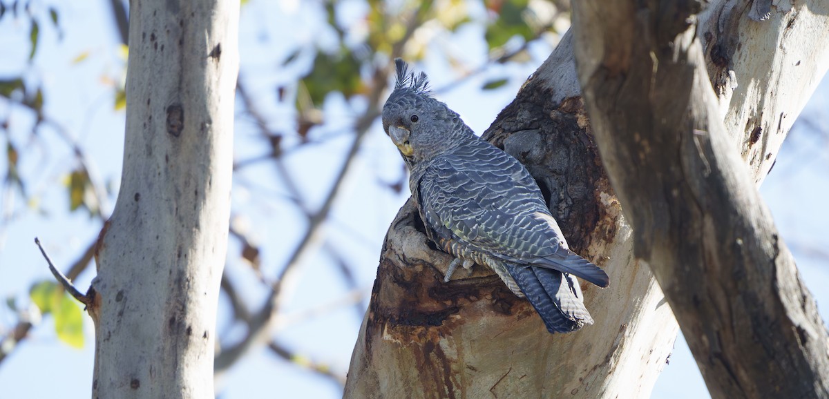 アカサカオウム - ML646225300