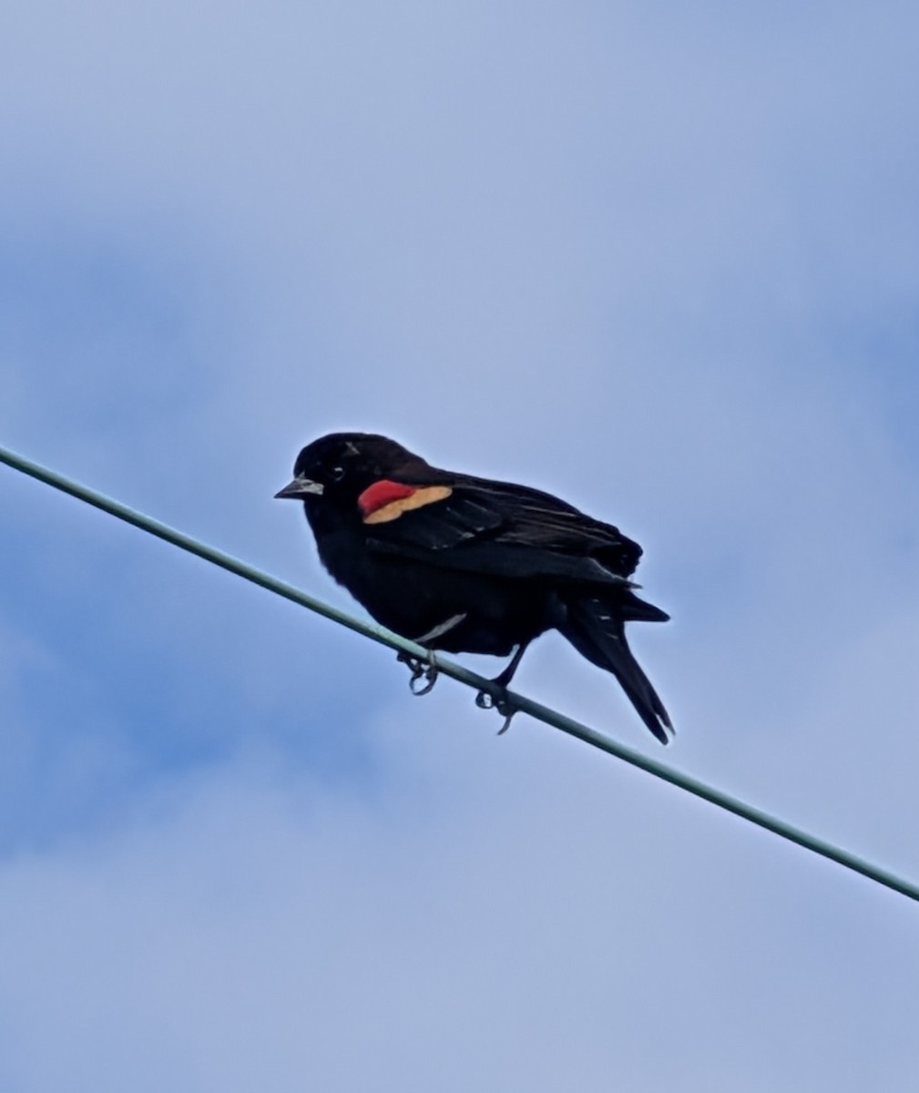 ハゴロモガラス - ML646225312