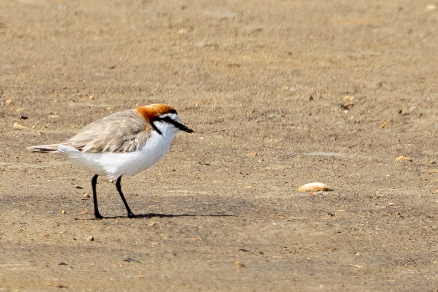 アカエリシロチドリ - ML646225313