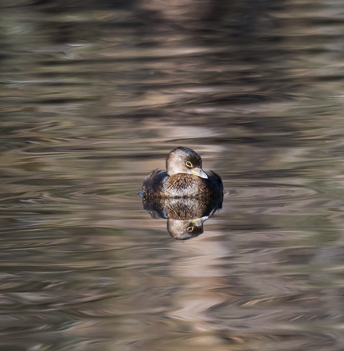 オビハシカイツブリ - ML646225314