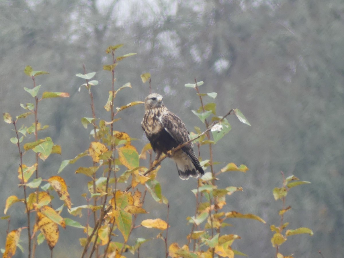 ケアシノスリ - ML646225320