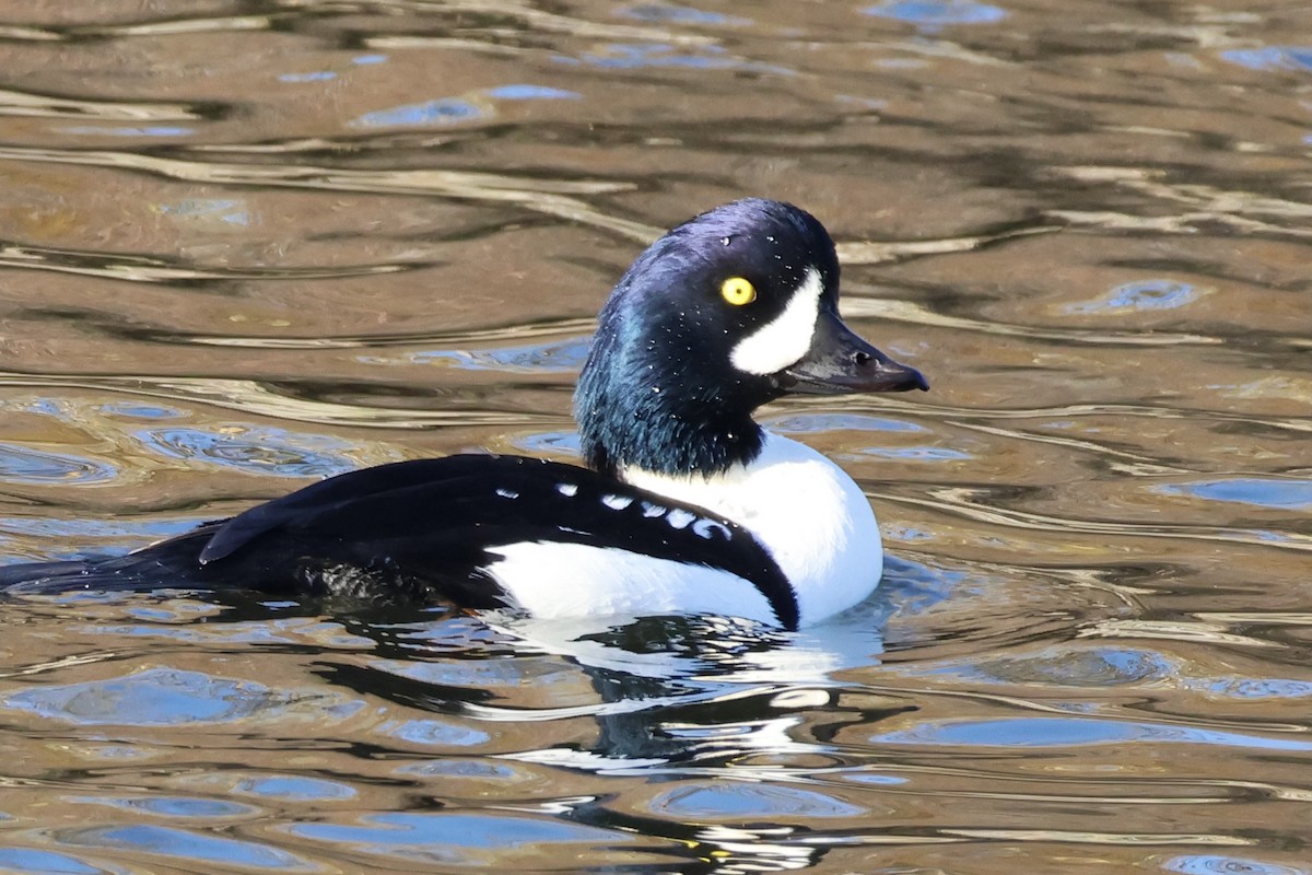 キタホオジロガモ - ML646225323