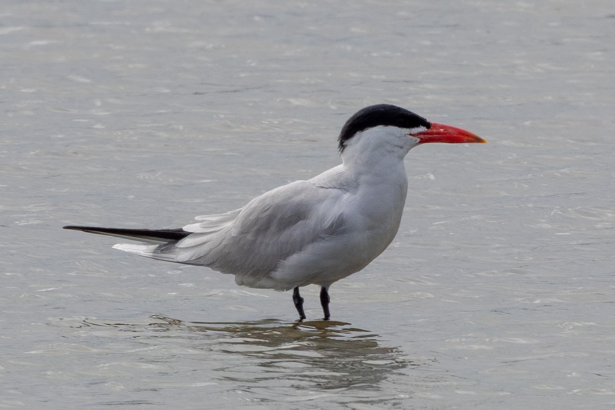 オニアジサシ - ML646225324