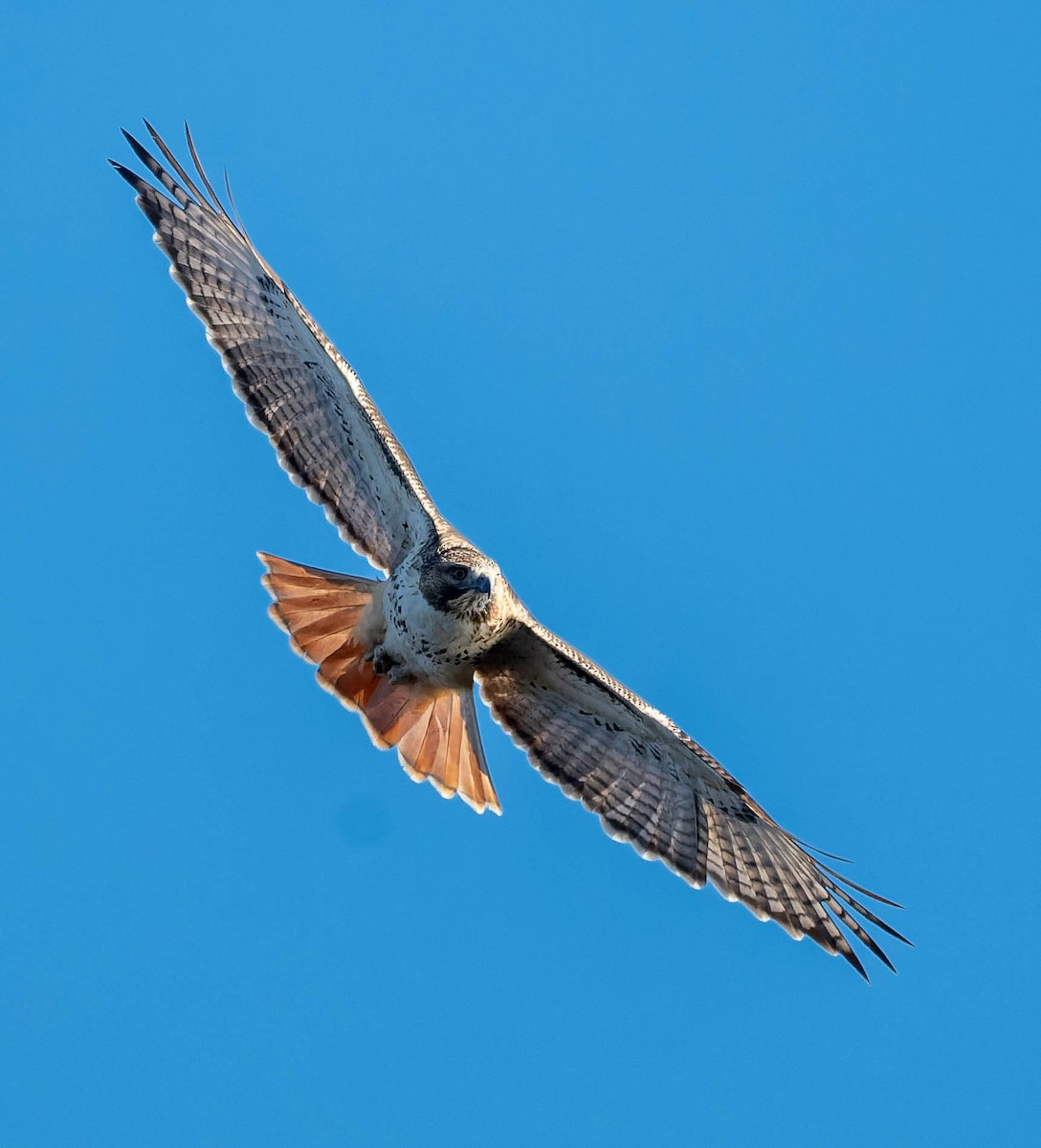 アカオノスリ - ML646225326