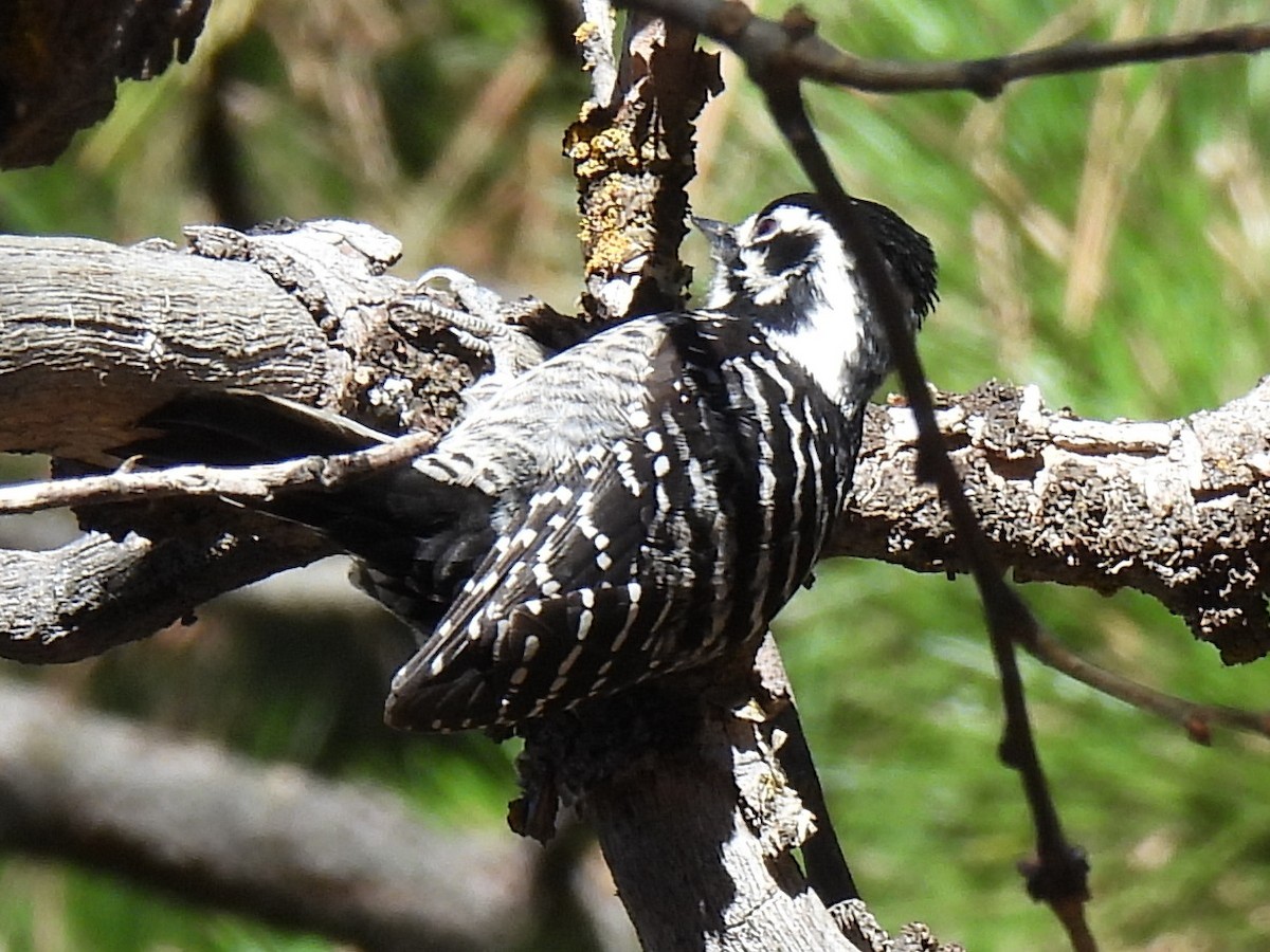 シロハラシマアカゲラ - ML646225328