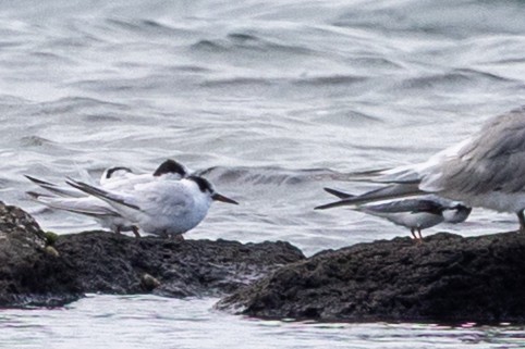 ヒメアジサシ - ML646225332