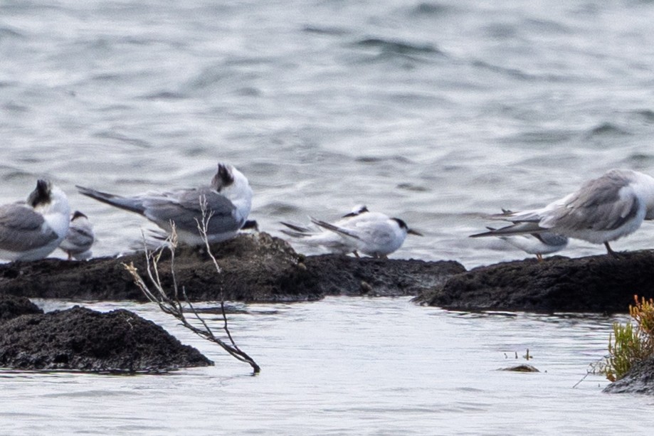 ヒメアジサシ - ML646225333