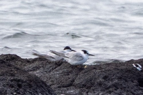 ヒメアジサシ - ML646225334