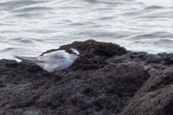 ヒメアジサシ - ML646225335