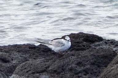 ヒメアジサシ - ML646225336