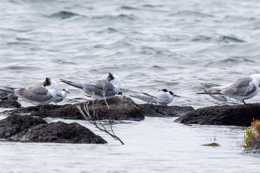 ヒメアジサシ - ML646225337