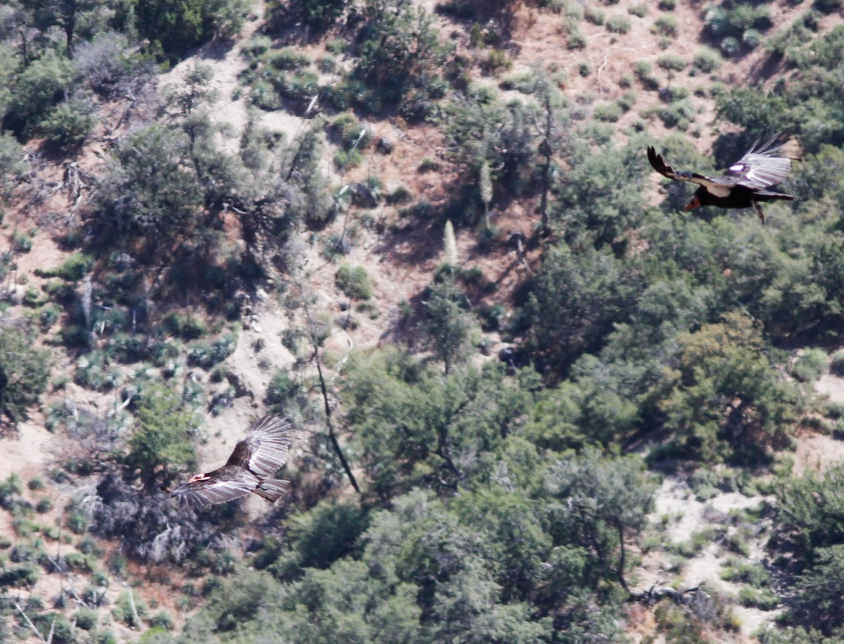 California Condor - ML646225352