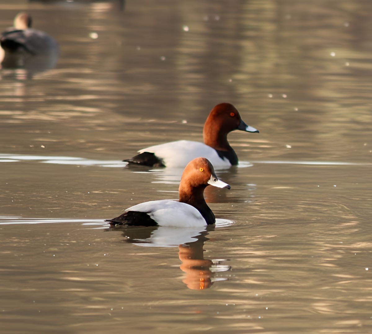 Common Pochard - ML646225354