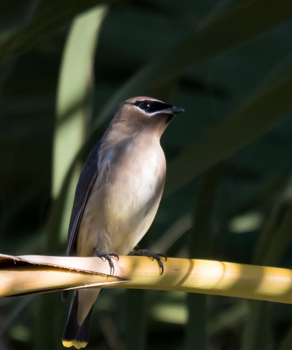 ציצנית אמריקנית - ML646225359