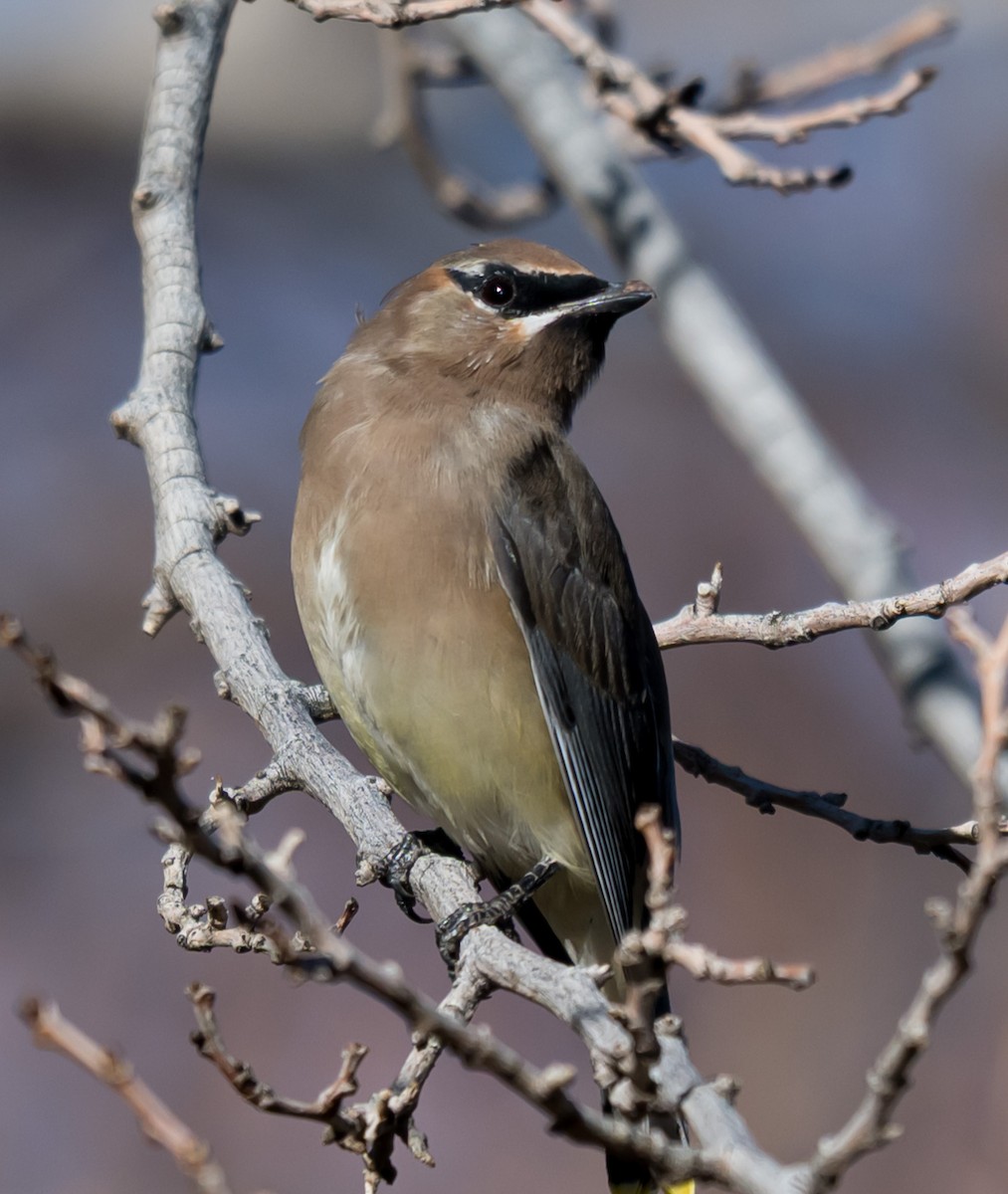 ציצנית אמריקנית - ML646225364