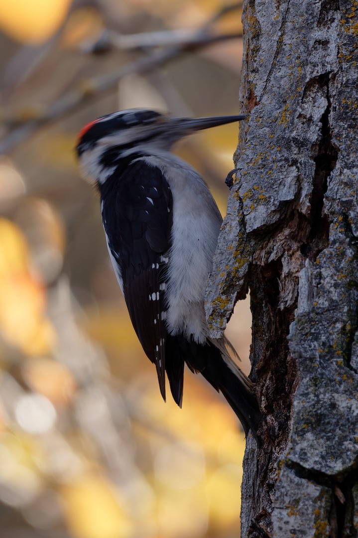 Hairy Woodpecker - ML646225366