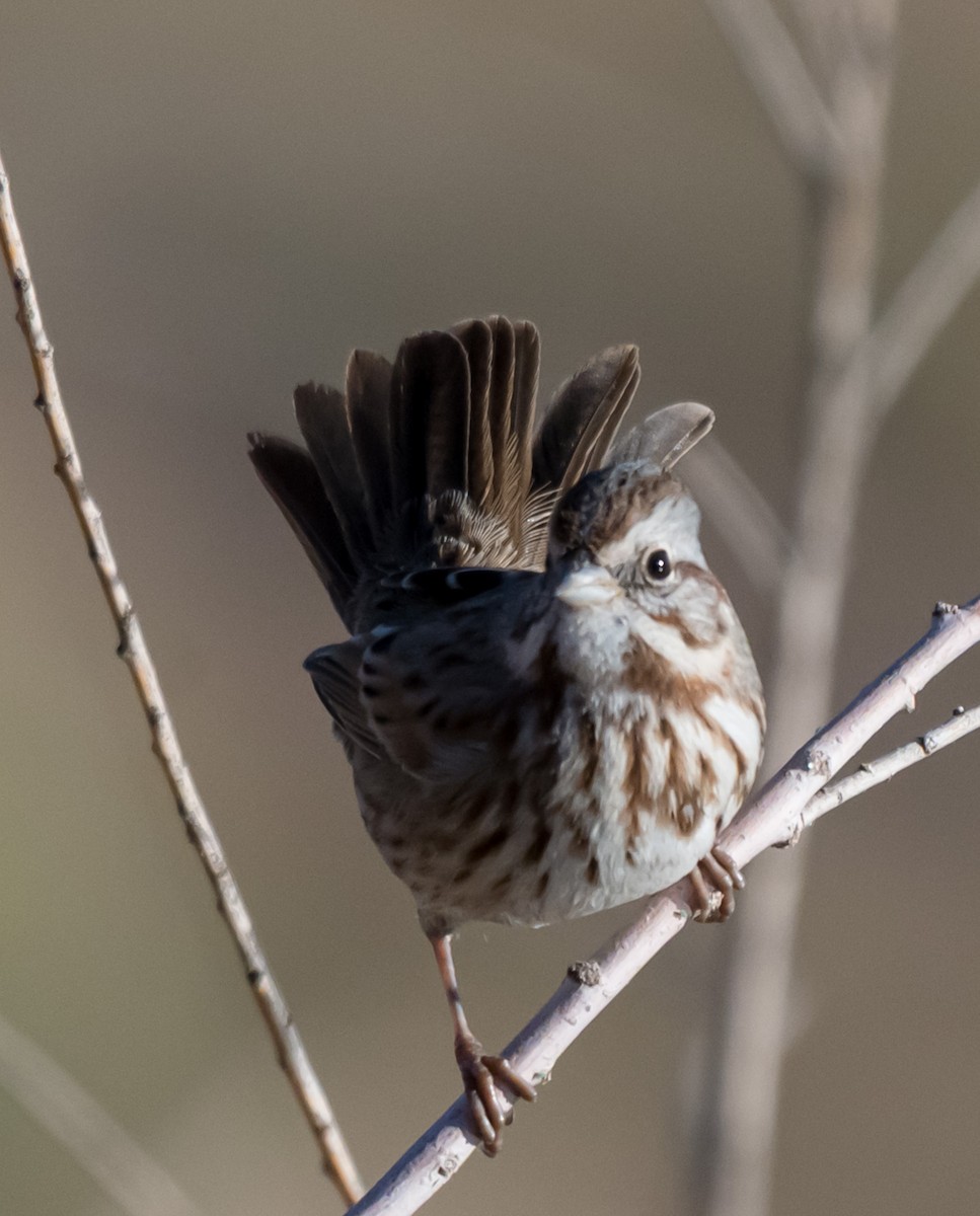 Song Sparrow - ML646225376