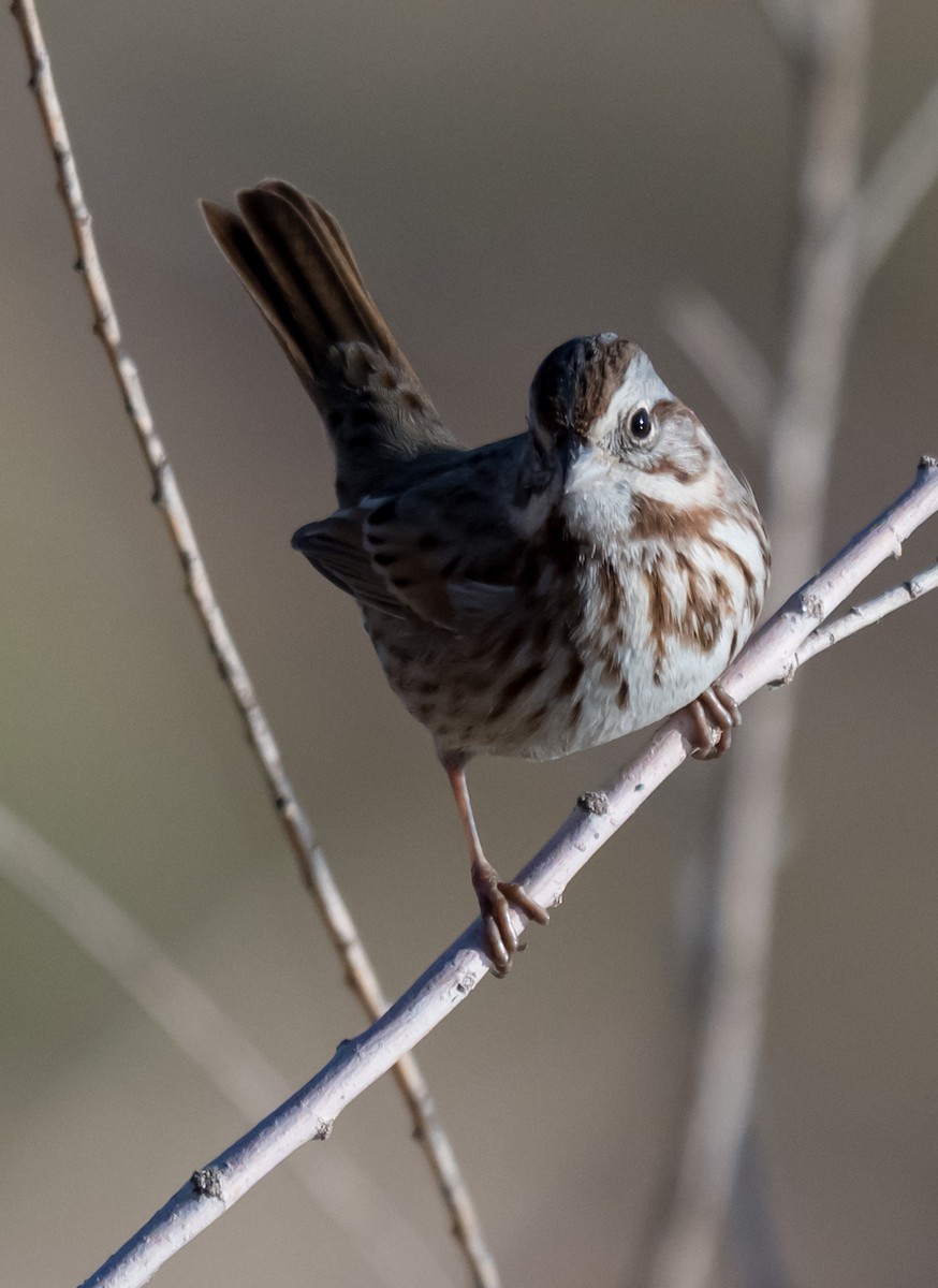 Song Sparrow - ML646225377