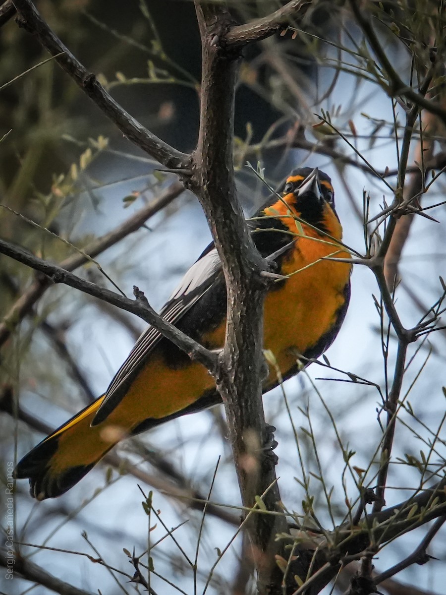 Мексиканский трупиал - ML646225378