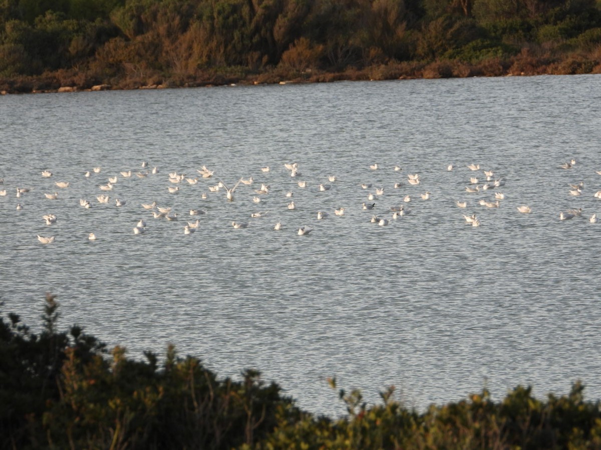 Mediterranean Gull - ML646225380
