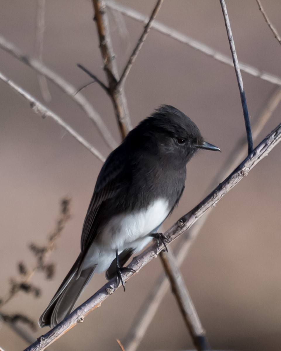 Black Phoebe - ML646225382