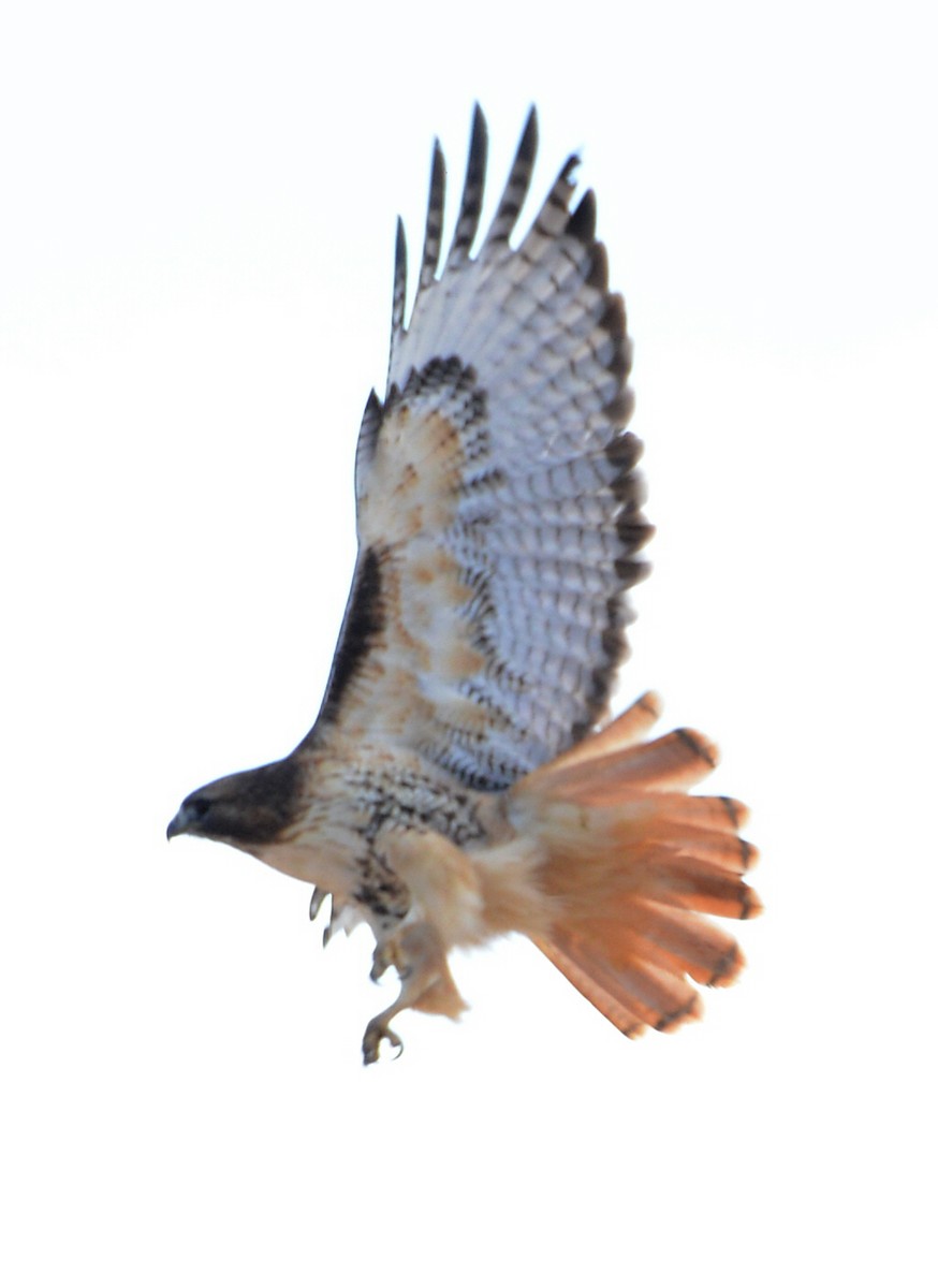 Канюк неоарктичний - ML646225386