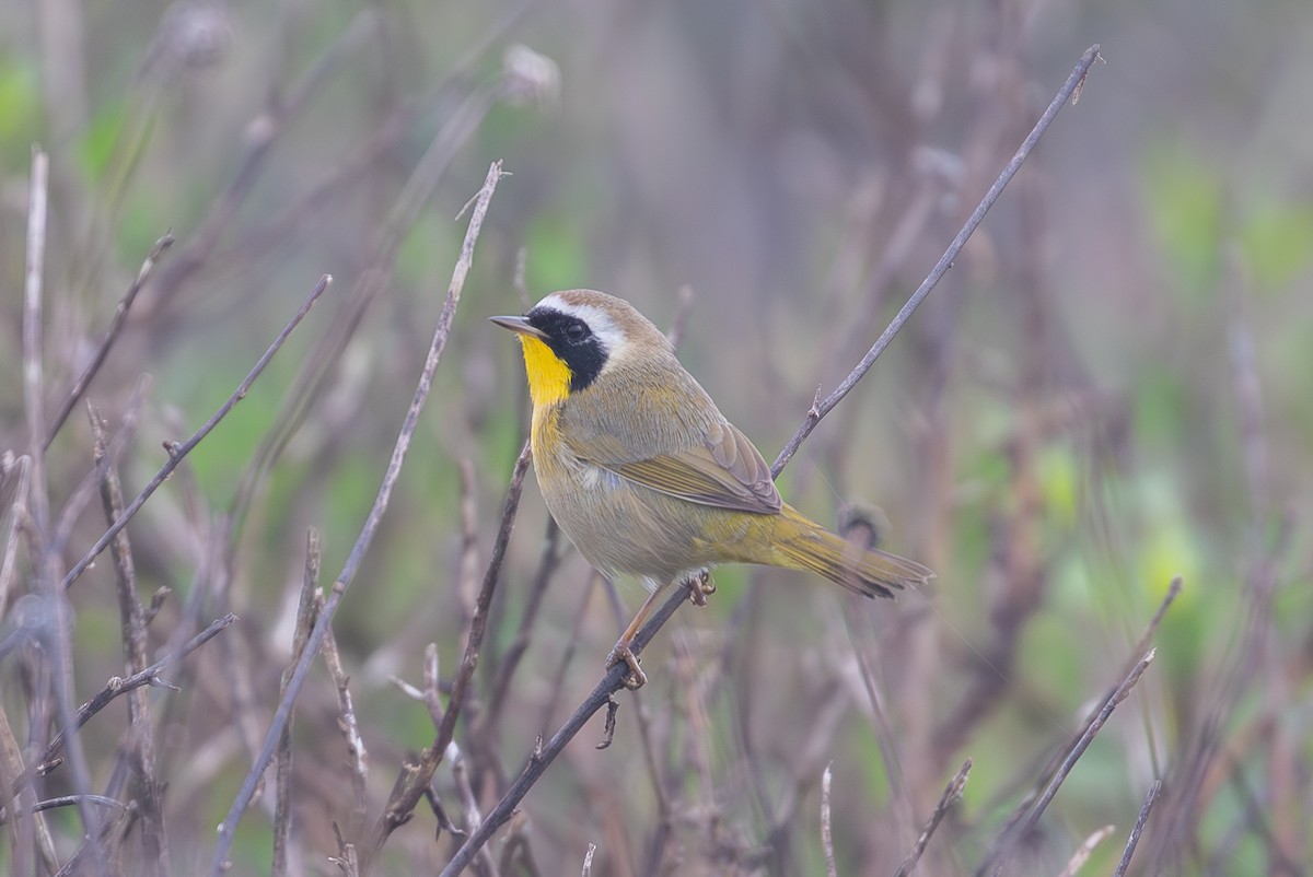 Common Yellowthroat - ML646225387