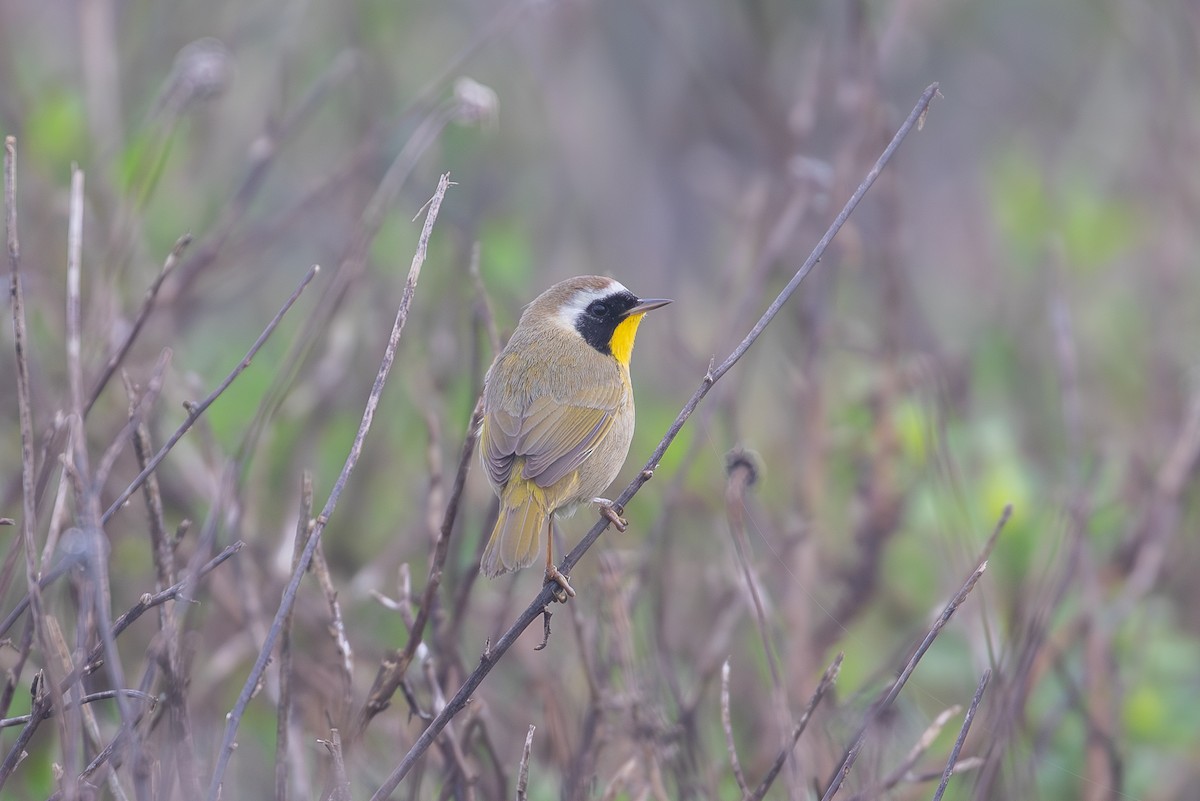 Common Yellowthroat - ML646225388