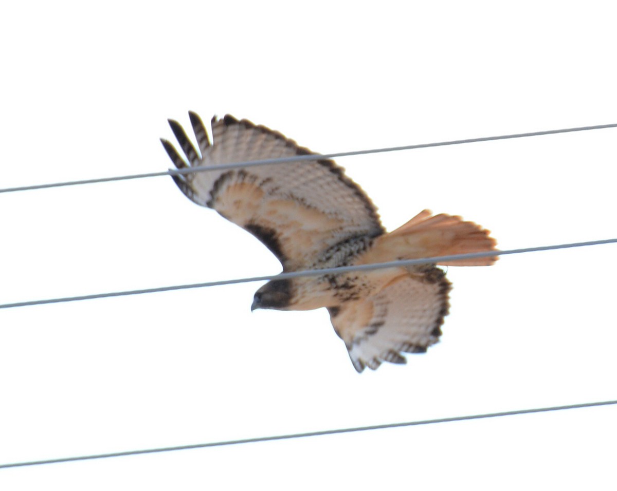 Канюк неоарктичний - ML646225390