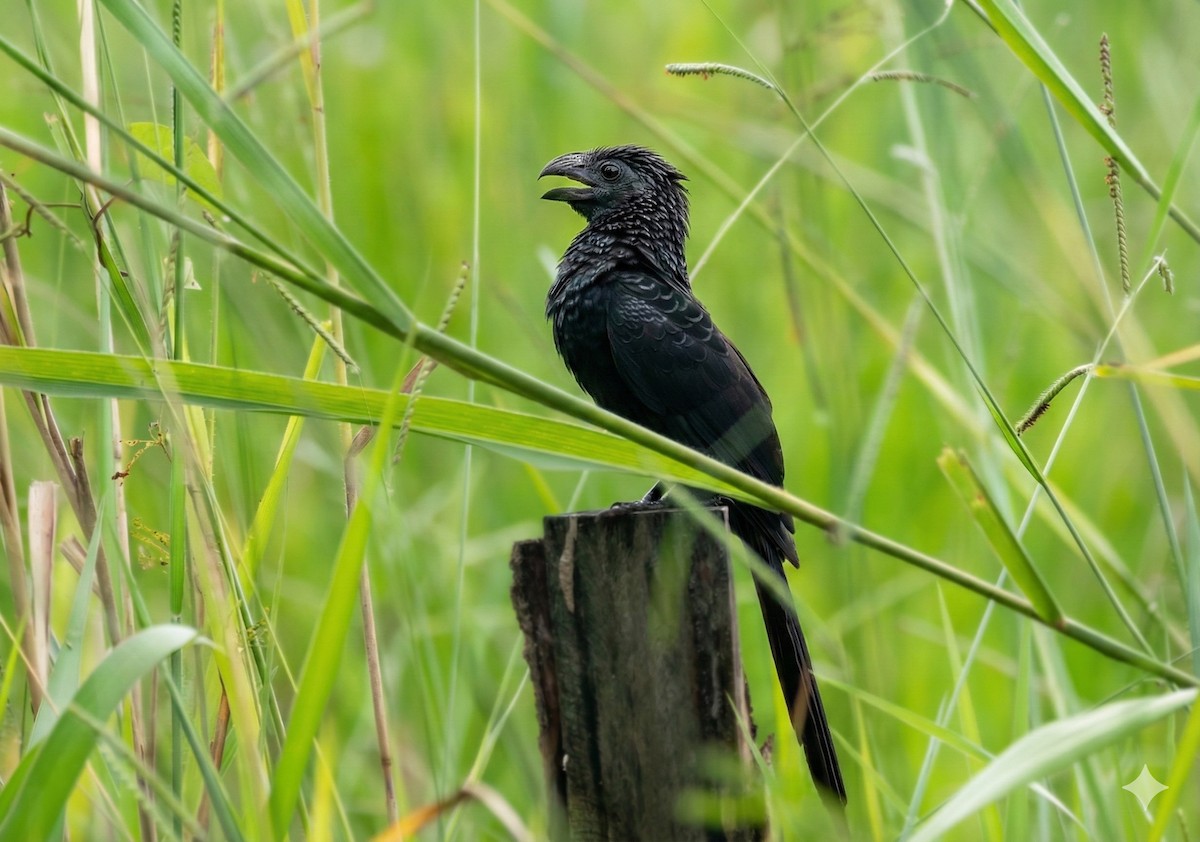 Groove-billed Ani - ML646225392