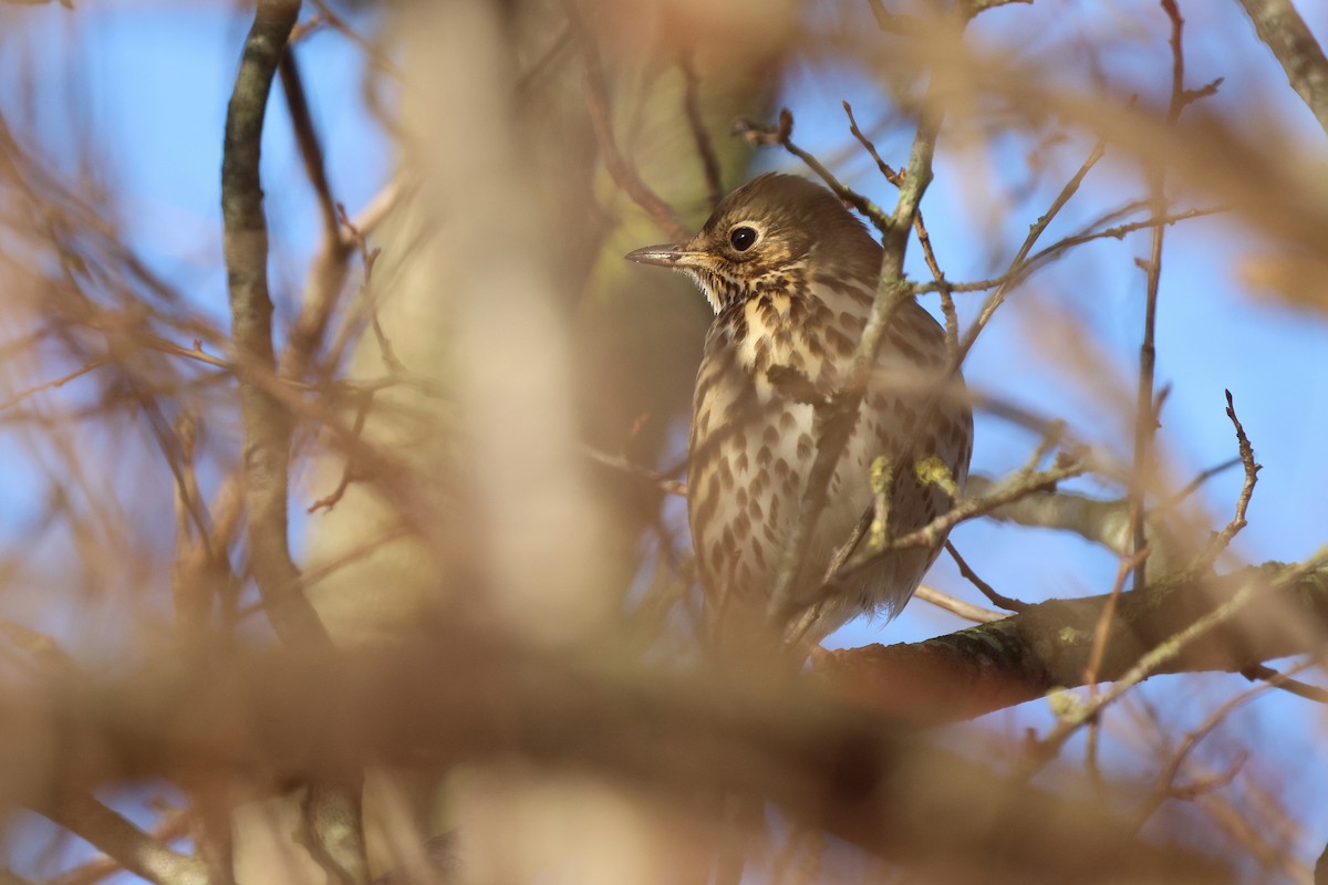 Song Thrush - ML646225393