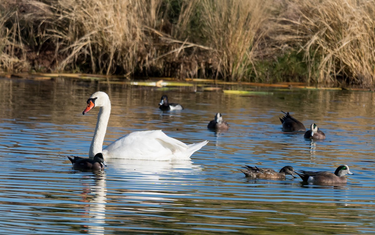 疣鼻天鵝 - ML646225395
