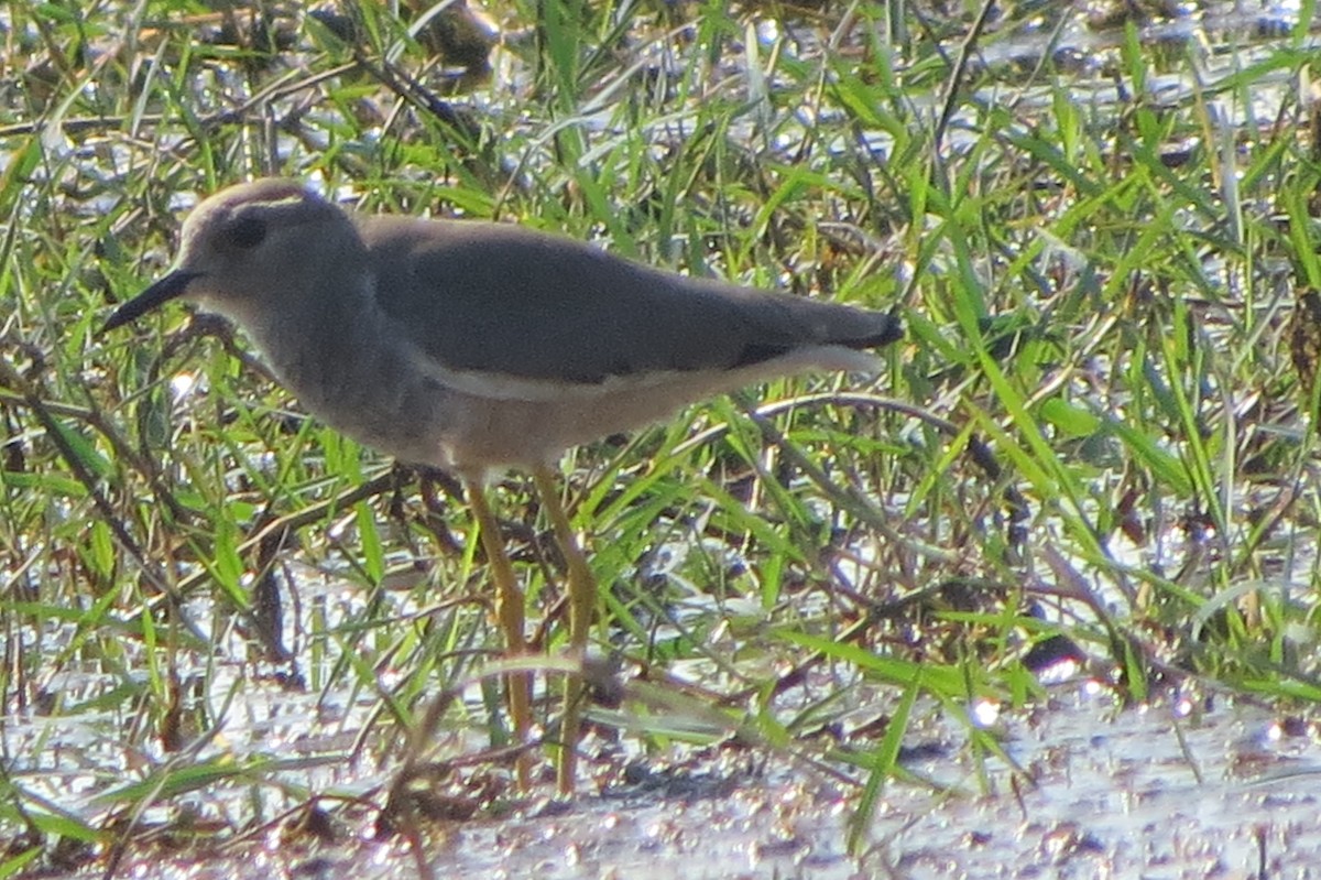 White-tailed Lapwing - ML646225396