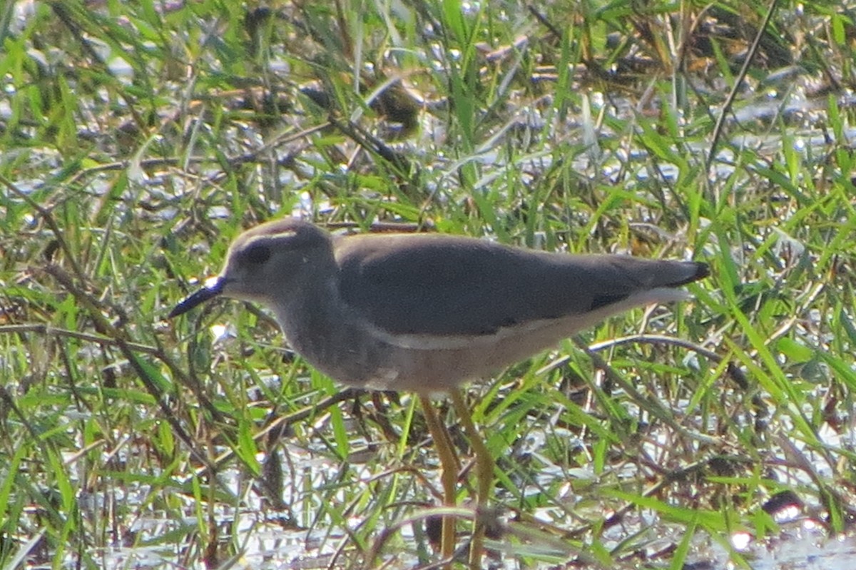 White-tailed Lapwing - ML646225397