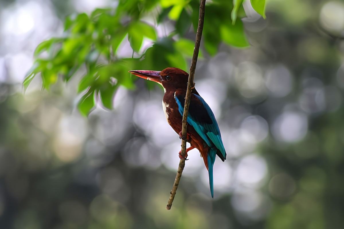 Альціон білогрудий - ML646225400