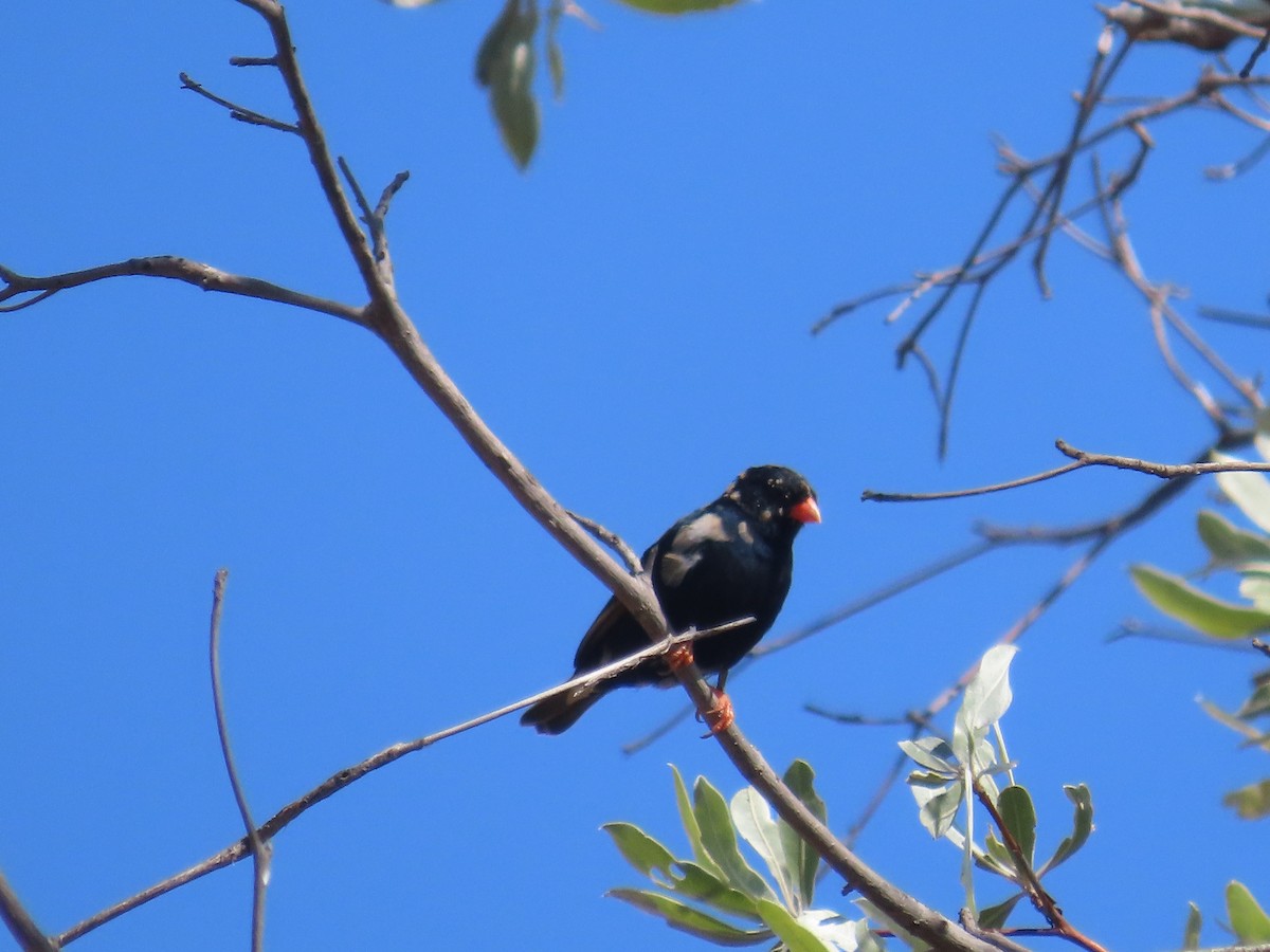 Вдовичка червононога - ML646225401