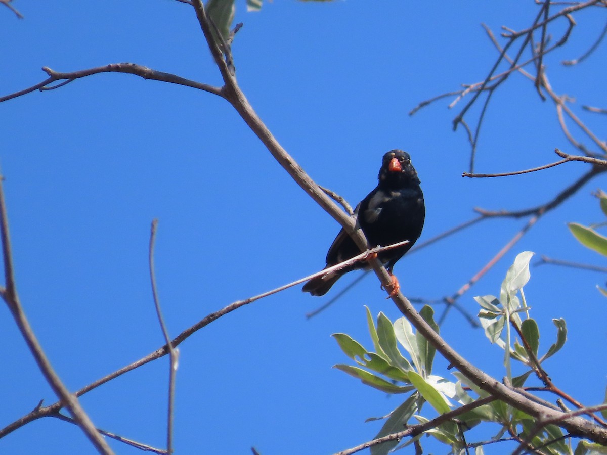 Вдовичка червононога - ML646225402