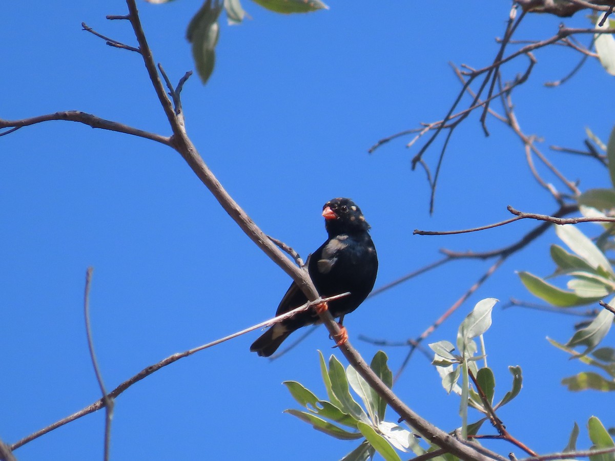 Вдовичка червононога - ML646225403