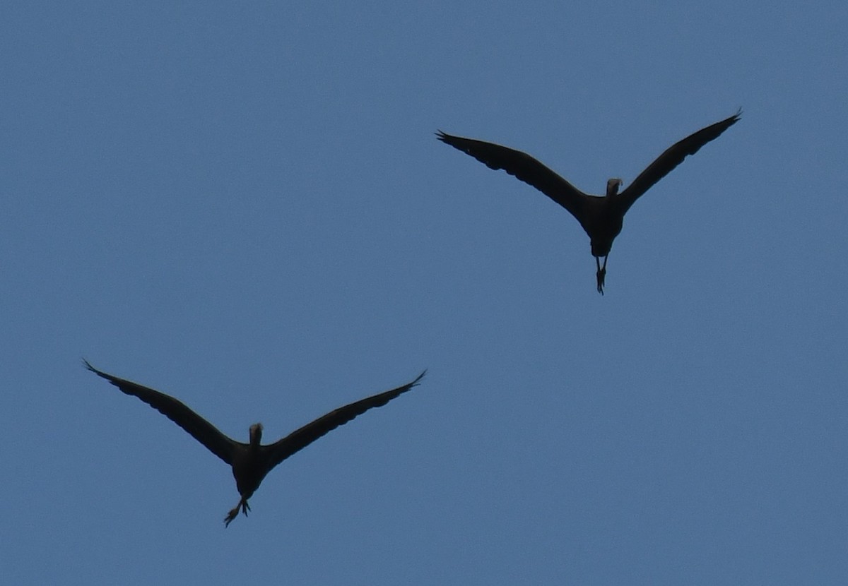 Коровайка бура - ML646225404