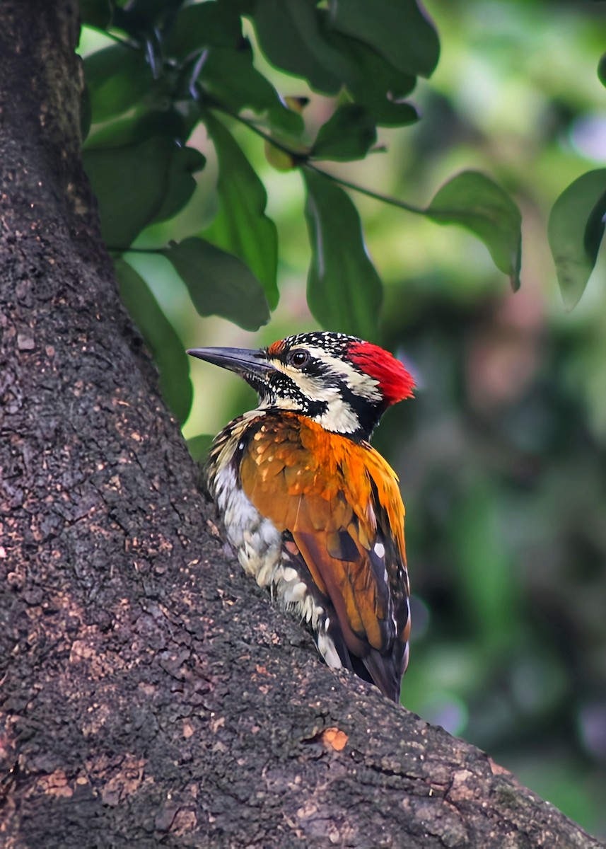 Дзьобак чорногузий - ML646225405