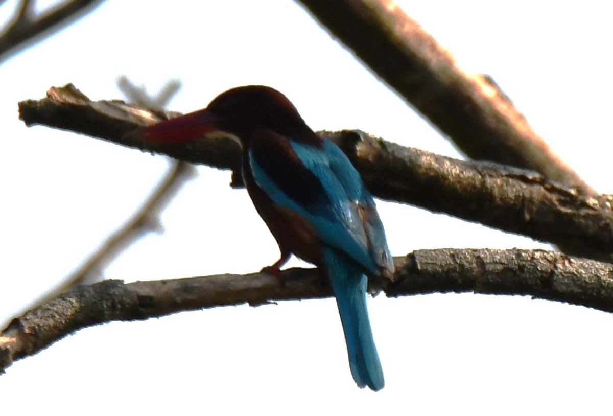 Альціон білогрудий - ML646225406