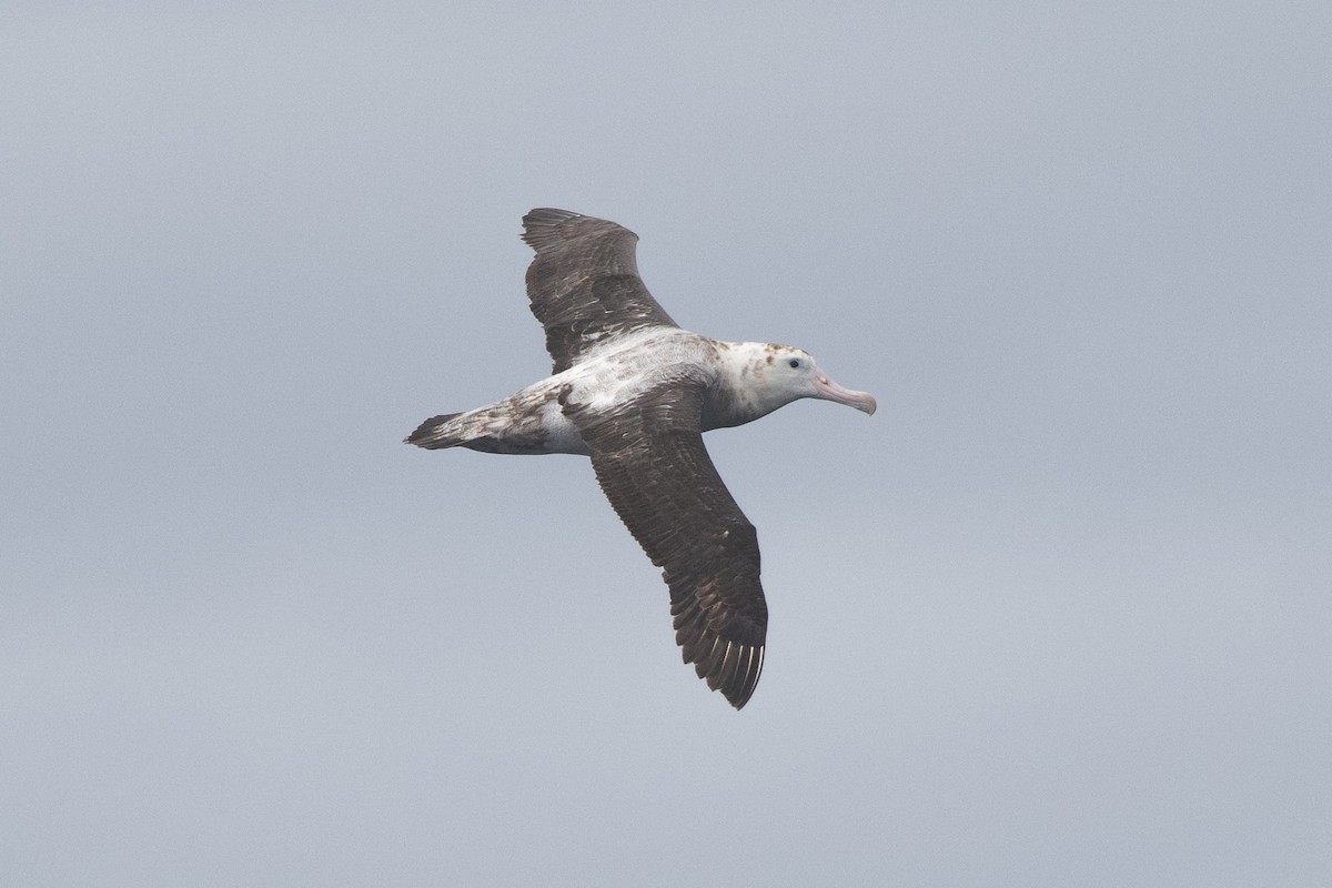 Альбатрос сніжний - ML646225407