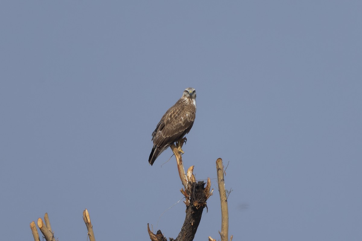 Канюк степовий - ML646225408