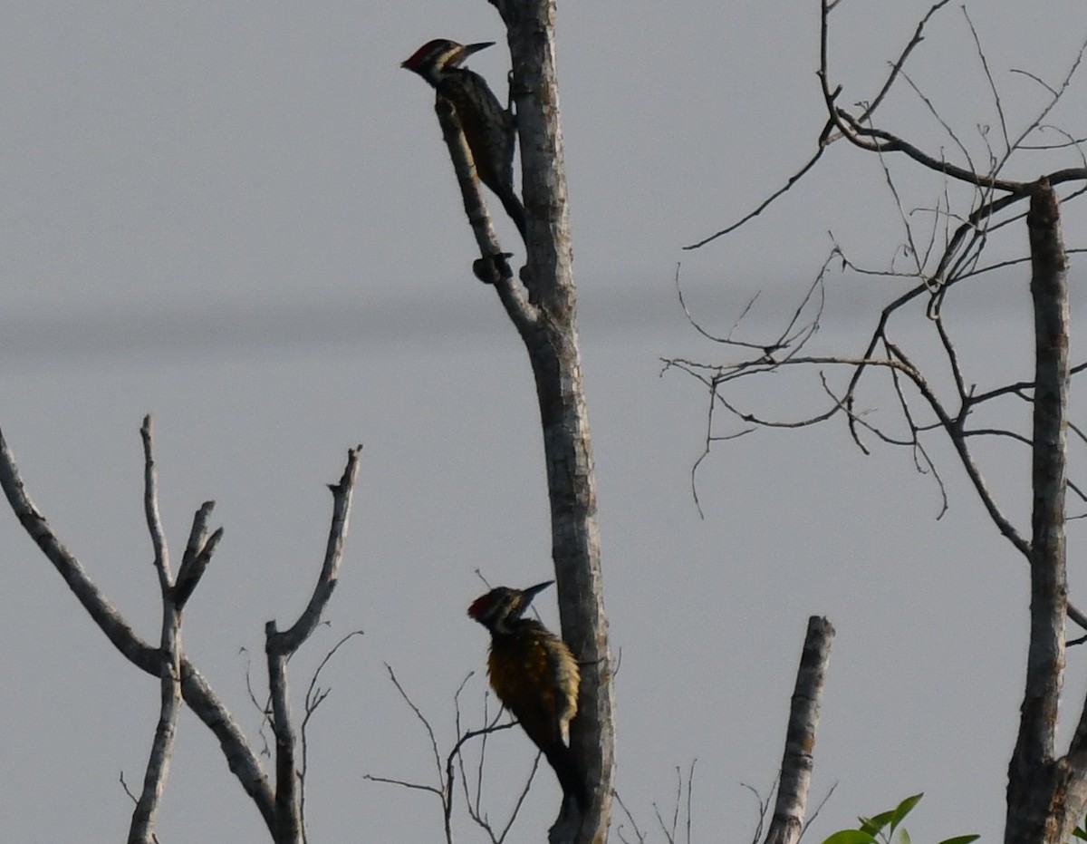 Дзьобак чорногузий - ML646225410