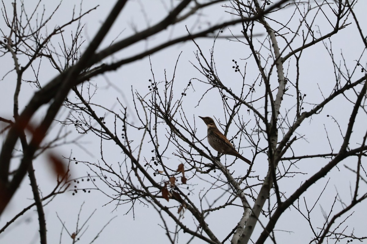 Дрізд темний - ML646225411