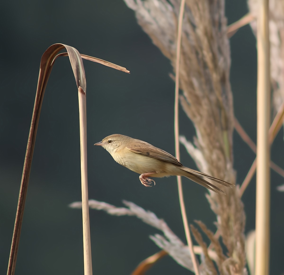Принія вохристобока - ML646225412