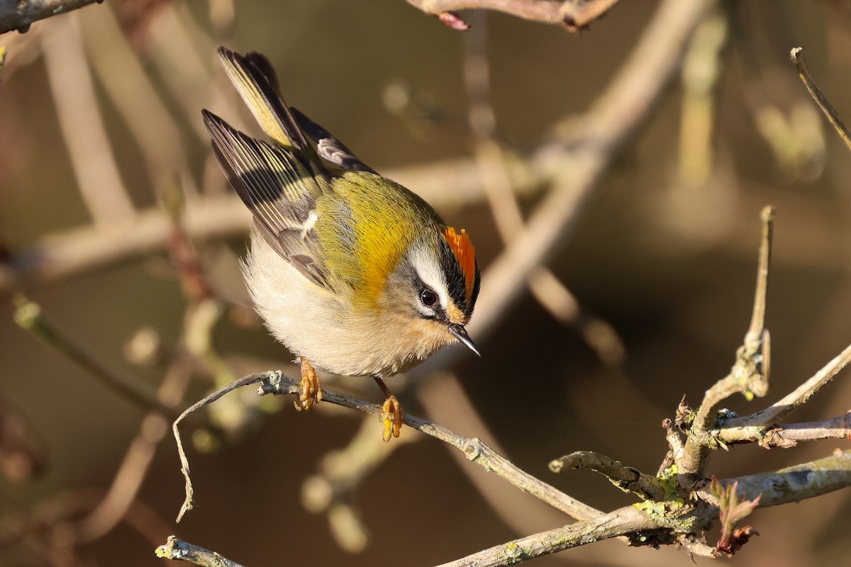 Золотомушка червоночуба - ML646225413