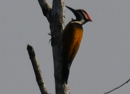 Дзьобак чорногузий - ML646225414