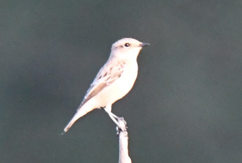 Трав'янка білошия - ML646225415