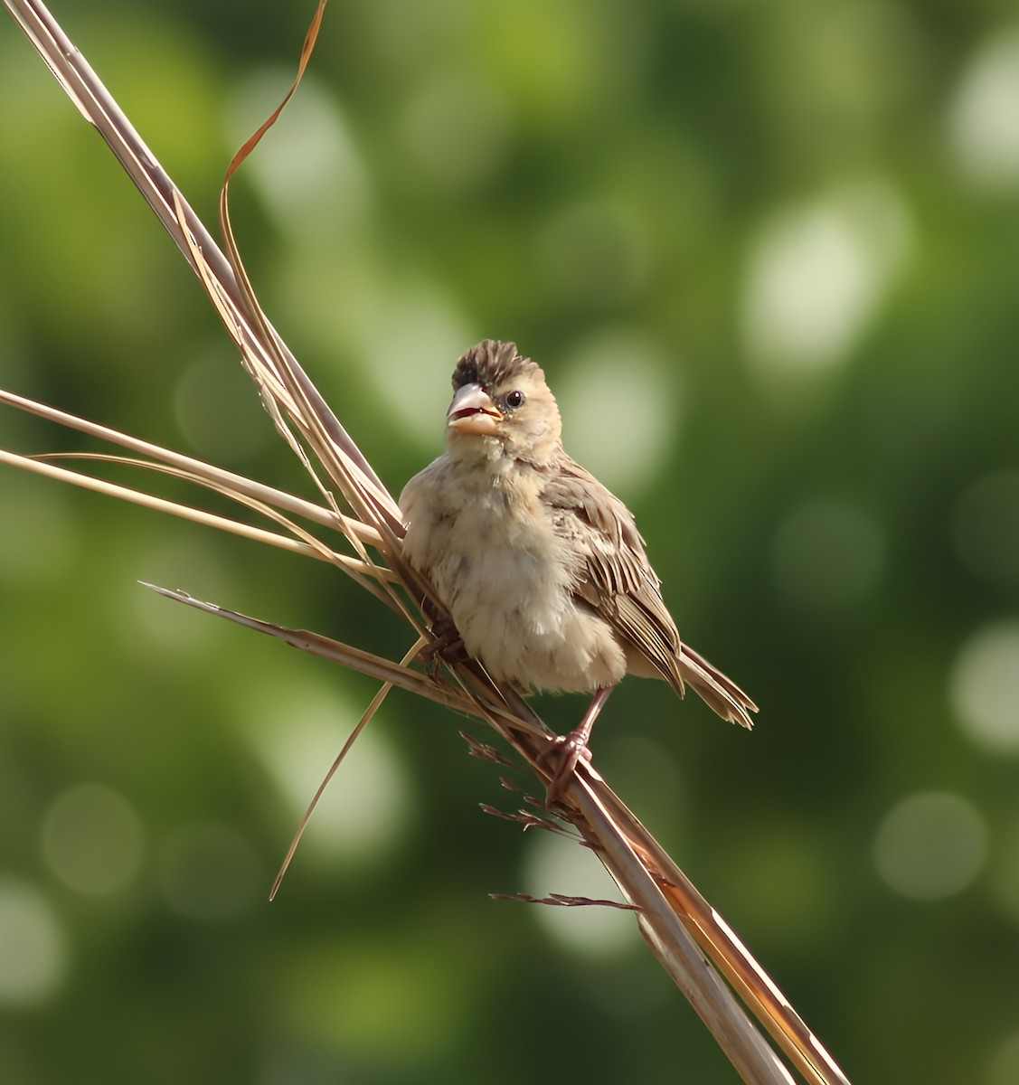 Бая - ML646225416